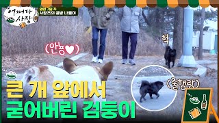 큰 개 앞에서 굳었다개..(° ロ°) 요란한데 겁 많은 검둥이ㅋㅋㅋㅋ#어쩌다사장 | Unexpected Business EP.8 | tvN 210415 방송