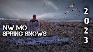 NW Missouri Spring Snows 2023 | INSANE CLOSE Decoying Action | Lots of Juvies