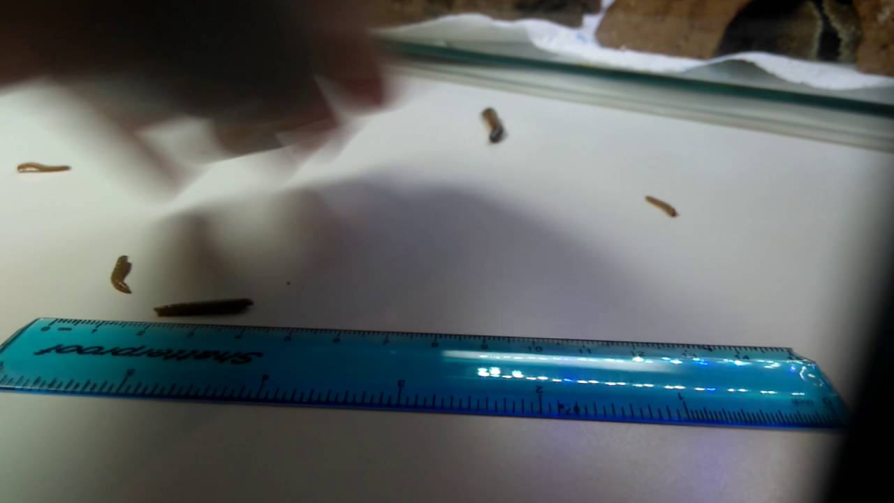 Superworms Vs Mealworms. - YouTube