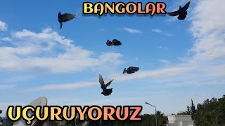 Terasdaki Yeni Bangolarımı Uçurdum