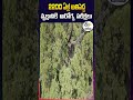 2200 ఏళ్ల అతిపెద్ద వృక్షానికి ఆరోగ్య పరీక్షలు అమెరికా కాలిఫోర్నియా