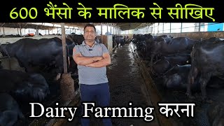 भैंस पालन कैसे शुरू करें - 600 भैंसो के मालिक से सीखिए how to start buffalo dairy farm