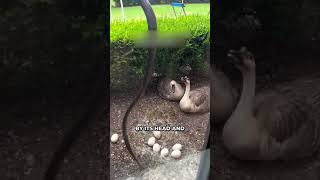 Brave Man Saves Duck Eggs From Snake! 👏