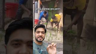 ঘরের বারান্দায় ধান রোপন!!#dhanropon #rice #dhan #trendingpost #viralrerl2025 #highlights