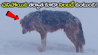 Wolf ను చూసి అన్ని జంతువులు ఎందుకు భయపడతాయి? Why Everyone is AFRAID of Wolf