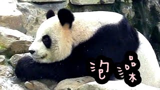 圓圓懂享受，圓圓泡澡超放鬆|熊貓貓熊The Giant Panda Yuan Yuan and Yuan Bao|台北市立動物園