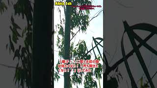 固定電話に留守電が入っていたので，聞いてみると，そこには絶縁暦5年のトメの声が【AKITA 2ch】 #2ch #修羅場  #akita2ch #笑える #GJ #ウトメ #鬼女