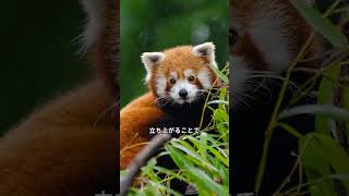 レッサーパンダが立ち上がる理由は？かわいいポーズの裏に隠された意味 #雑学 #ショート #動物