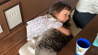 休日はしぶしぶ娘の遊び相手になる猫　ノルウェージャンフォレストキャット　A cat to play with my daughter on holidays 　