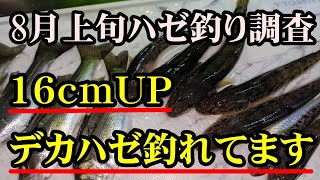 8月上旬蒲郡西浦ハゼ釣り調査でデカハゼ釣れた「愛知県釣り」秘伝のタレに漬けて食べてみた