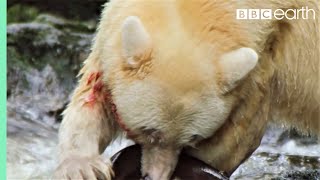 Greatest Fights In The Animal Kingdom: Part 2 | BBC Earth