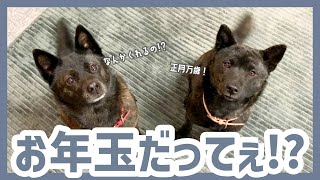 【甲斐犬】お正月なので初出しのオモチャをプレゼントしてみたら大喜びのカナムギ！