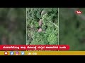 elephant herd enters coffee estate ಕಾಫಿ ತೋಟಕ್ಕೆ ನುಗ್ಗಿದ ಕಾಡಾನೆ ಹಿಂಡು ಮೈ ಜುಂ ಅನ್ನಿಸುವ ಗಜಪಡೆ ಆರ್ಭಟ