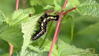 Ramie Caterpillar vs. Parasitic Wasp