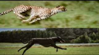 Cheetah vs Greyhound Speed Test | BBC Earth