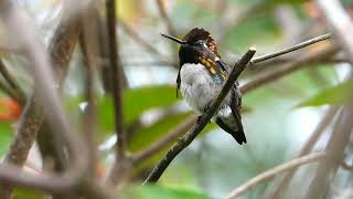 Bee Hummingbird (Mellisuga helenae) Casa Ana Birding