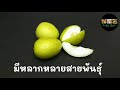 ประโยชน์ของพุทรา jujube กินผักเป็นยา