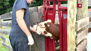 Cow's Disgusting Abscess Popped - You Have to See This!