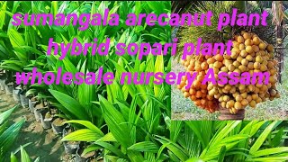 sumangala arecanut plant | hybrid sopari plantation | wholesale nursery Assam| M. 8011120216