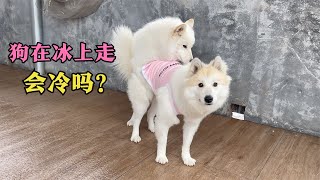 霜冻天气地板上都结冰了，狗在冰上走脚会冷吗？跑起来会滑倒吗？Will dogs get cold feet when they walk on ice?