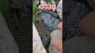 그냥 쏙 빼도될 걸, 호피석이 커야한다는 희망에 일 크게 벌이는 사례 #수석탐석 #수석취미 #수석 #금강호피석