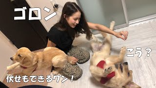 伏せとゴロンもできるようになりました。【ゴールデンレトリバー子犬】