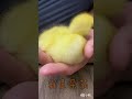 柯爾鴨朵莉度古🐣～好想睡～我不能睡！🤣