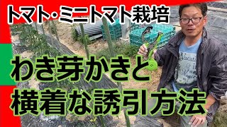 【トマト栽培】【ミニトマト栽培】横着な誘引方法