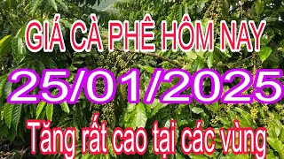 giá cà phê hôm nay 25/01/2025 tăng rất cao tiến lên mức kỷ lục