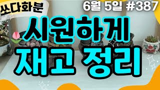 387차  #쏘다화분 6월 5일 |  재고정리 #화분  #다육화분 #예쁜화분 6만이상무배 다육이화분 #신상 #분갈이 할인 선물 세일