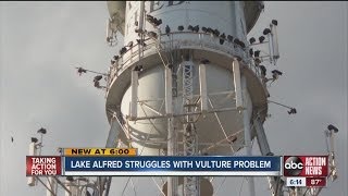 Lake Alfred struggles with vulture problem