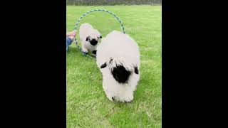 LOVELY AND CUTE SHEEP - Aww, They're So Cute! #sheep #shorts #youtubeshorts