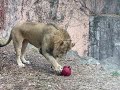 レグルスとルナがお見合いしてる❣️ 東山動物園 ライオン