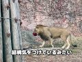 レグルスとルナがお見合いしてる❣️ 東山動物園 ライオン