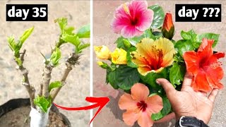 how to get multiple colour flowers on a single hibiscus plant