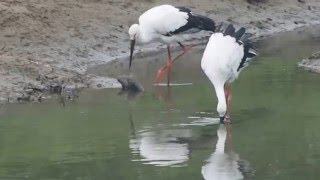 1050215基隆河南港段水域三隻東方白鸛3