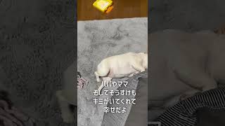 【爆笑】撮影に必死すぎたパパ　#ぶるふぁみのアビー #フレブル #フレンチブルドッグ #frenchbulldog #ふれんちぶるどっぐ #フレブルライフ #鼻ぺちゃ #ペットおもしろ動画