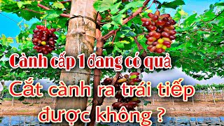 #5 Vườn nho ngón tay : cành cấp 1 đang có quả, cắt cành tiếp được không ?. Tư vấn :0568583707