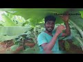 மானாவாரி நிலத்தில் விவசாயம் செய்யும் இளைஞர் young man started farming