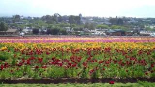 The Flower Fields, Carlsbad, CA: A Ranunculus Festival!