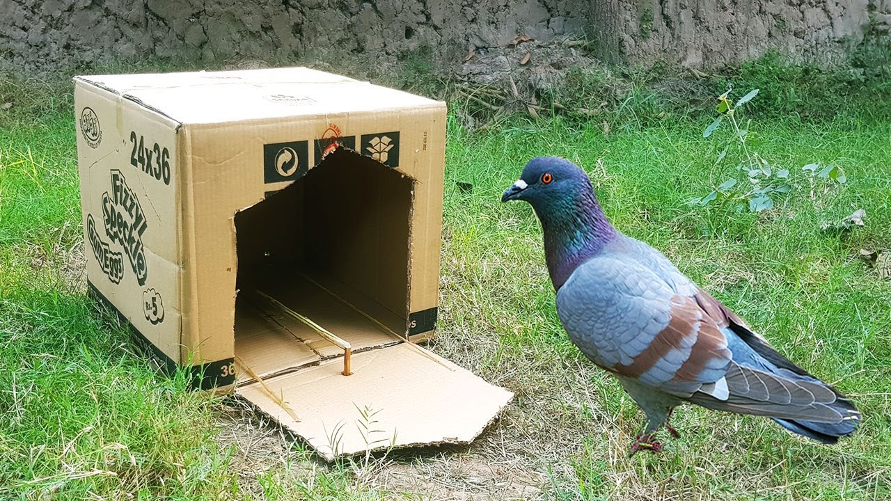 Simple Easy Cardboard Box Pigeon Trap Creative Bird Trap Youtube