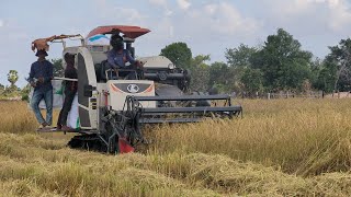 Farmers harvest rice with rice harvestersKubota Harvester Machinery