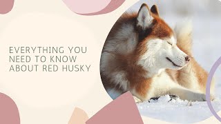 Everything You Need To Know About Red Husky