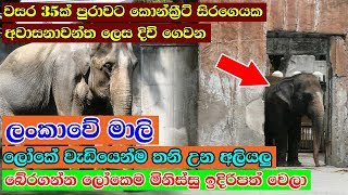 පව් දෙයියනේ මේ සතා - Free Mali - Manila Zoo