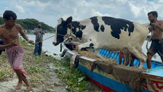 Cow unloading, cow videos,cow video,big cow,goru hamba cow,Gabtoli,Paragram[Ep -73](Kurbani Eid2022)