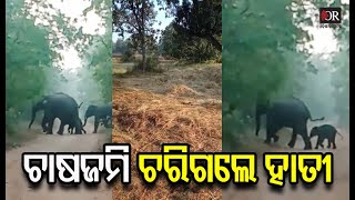 ଏକର ଏକର ଫସଲ ନଷ୍ଟ କଲେ ହାତୀ | Kantabanjhi || Odisha Reporter