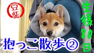 【豆柴ポン太くん】生後80日 抱っこ散歩② Shiba inu puppy 柴犬 散歩 shibainu