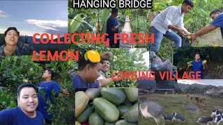 Collecting Fresh Lemon 🍋🍋 || Arunachal Pradesh