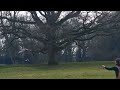 falconry slow motion moments