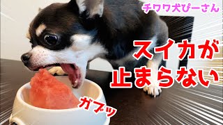 チワワ、スイカ🍉を食べる♪大好きすぎて止まらない❤️必死な顔が可愛い愛犬ぴーさん